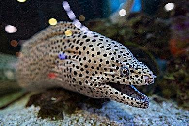 国产二战游戏《卫国战争》上架Steam 集结队伍战斗